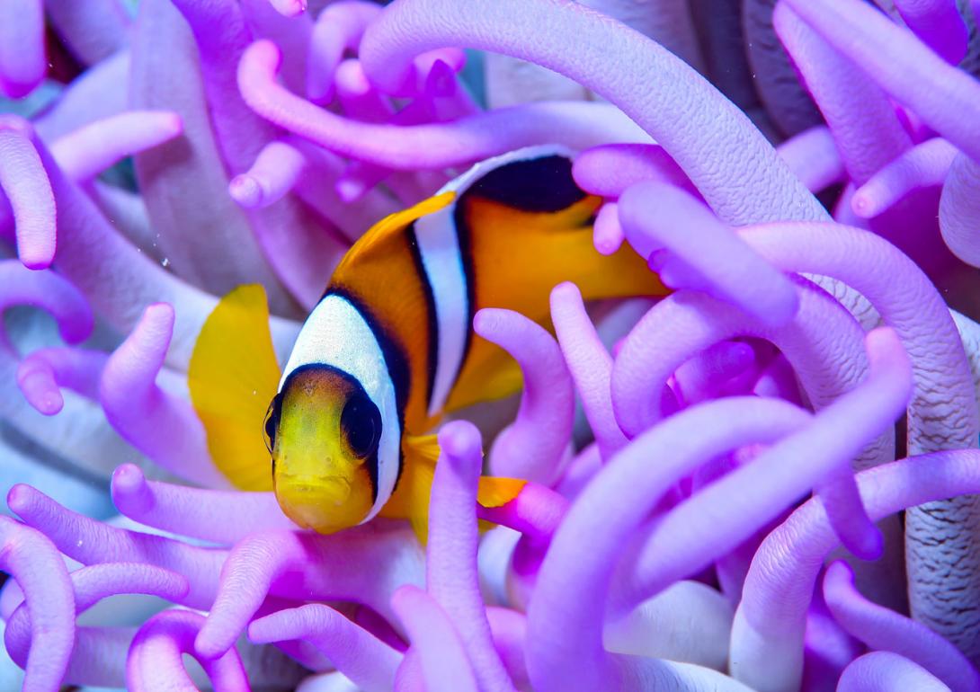AWARE Fish Identification